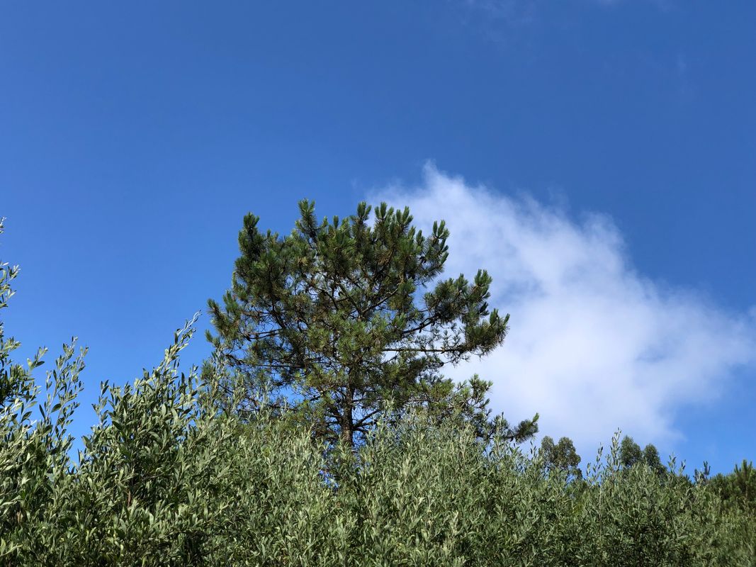 SCQ 1, Santiago de Compostela, Einrollrunde hinterm Haus