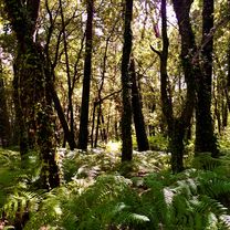SCQ 4, Santiago de Compostela, Runde nach Padrón