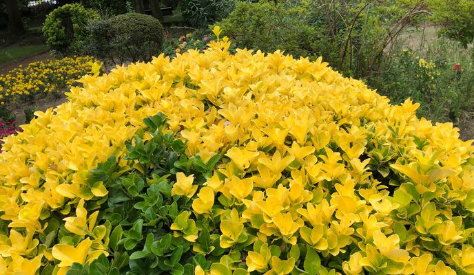 Foto 2 de la ruta de Bikemap "SCQ 4, Santiago de Compostela, Runde nach Padrón"