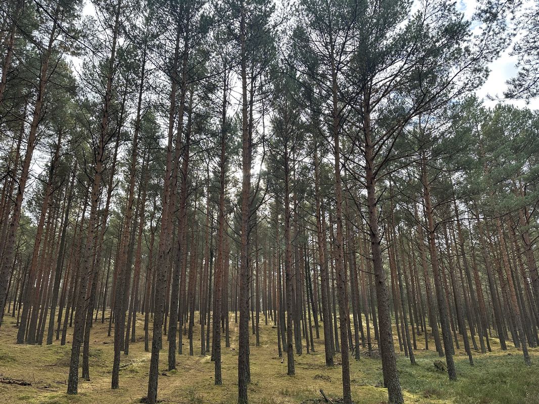 Bałtycka, Lubiatowo do Pałacowa, Sasino