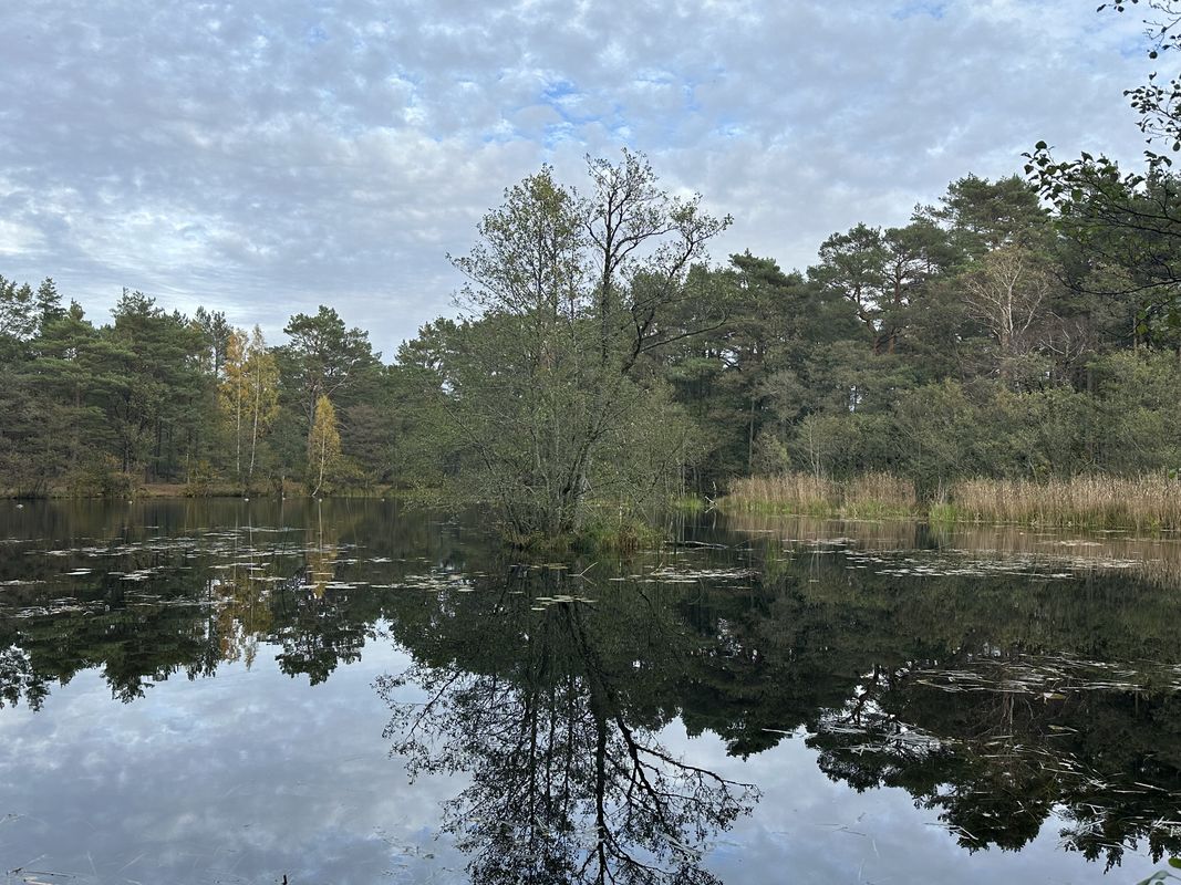 Pałacowa, Sasino do Bałtycka, Lubiatowo