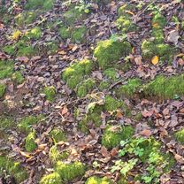 Foto 7 der Bikemap-Route "편안한 경로"