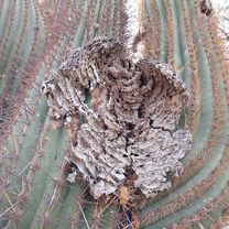 Photo 7 de l’itinéraire Bikemap « Fuerte Quemado » Photo 7 de l’itinéraire Bikemap « Fuerte Quemado »