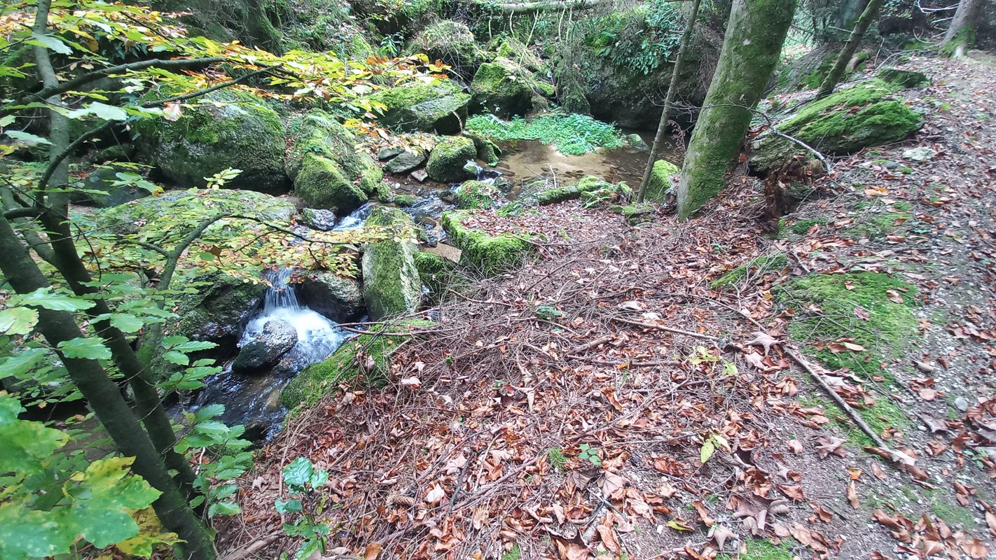 Panholz nach Panholz