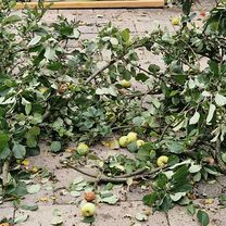 B107 nach Zum Tonteich