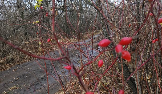 Foto 2 der Bikemap-Route "От Ленинская улица до улица Кленовая"