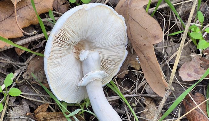 Foto 2 der Bikemap-Route "Baneasa 25-10-2025"