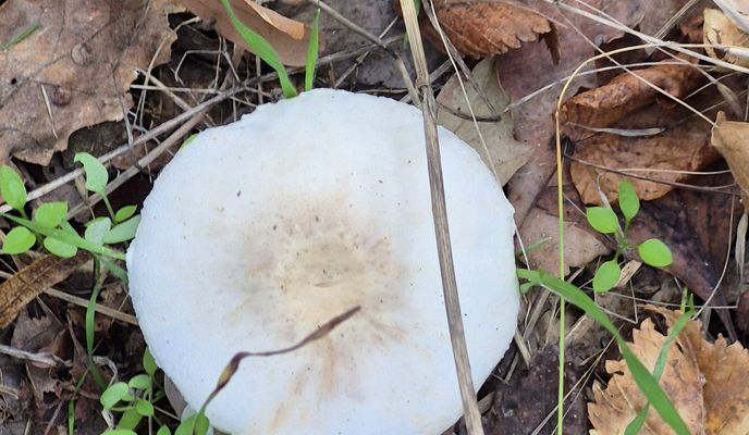 Foto 1 der Bikemap-Route "Baneasa 25-10-2025"