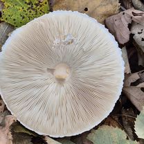 Foto 7 der Bikemap-Route "Baneasa 25-10-2025"