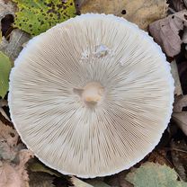 Foto 8 der Bikemap-Route "Baneasa 25-10-2025"