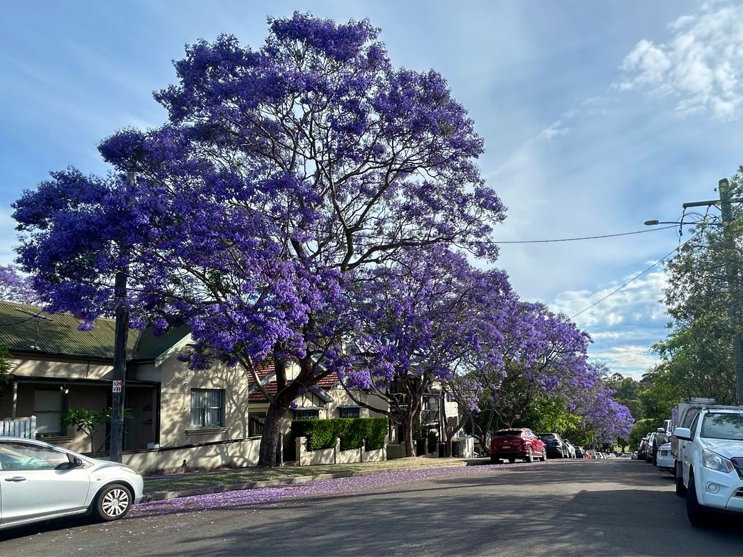 Darcy St, Parramatta to George St, Sydney