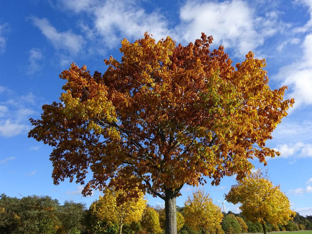 582. "4x Rietz (R. Ausbau/ R. Bucht/ Rietz/ Neu R.)"