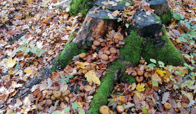 Photo 1 of the Bikemap route "Václavky"