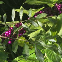 Foto 8 del percorso Bikemap "Goldeneye Lane to Goldeneye Lane"