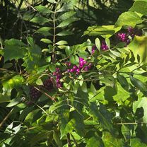 Foto 7 del percorso Bikemap "Goldeneye Lane to Goldeneye Lane"