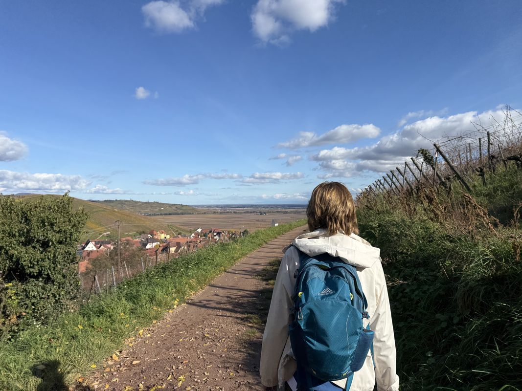 Runde von Ingersheim über Katzenthal und Niedermorschwihr nach Ingersheim