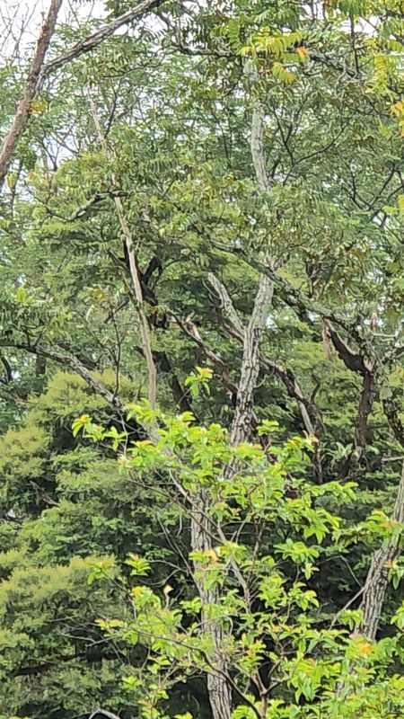 De 7G55+R7 a Estación de Servicio Brio Cumaral