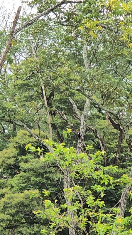 De 7G55+R7 a Estación de Servicio Brio Cumaral