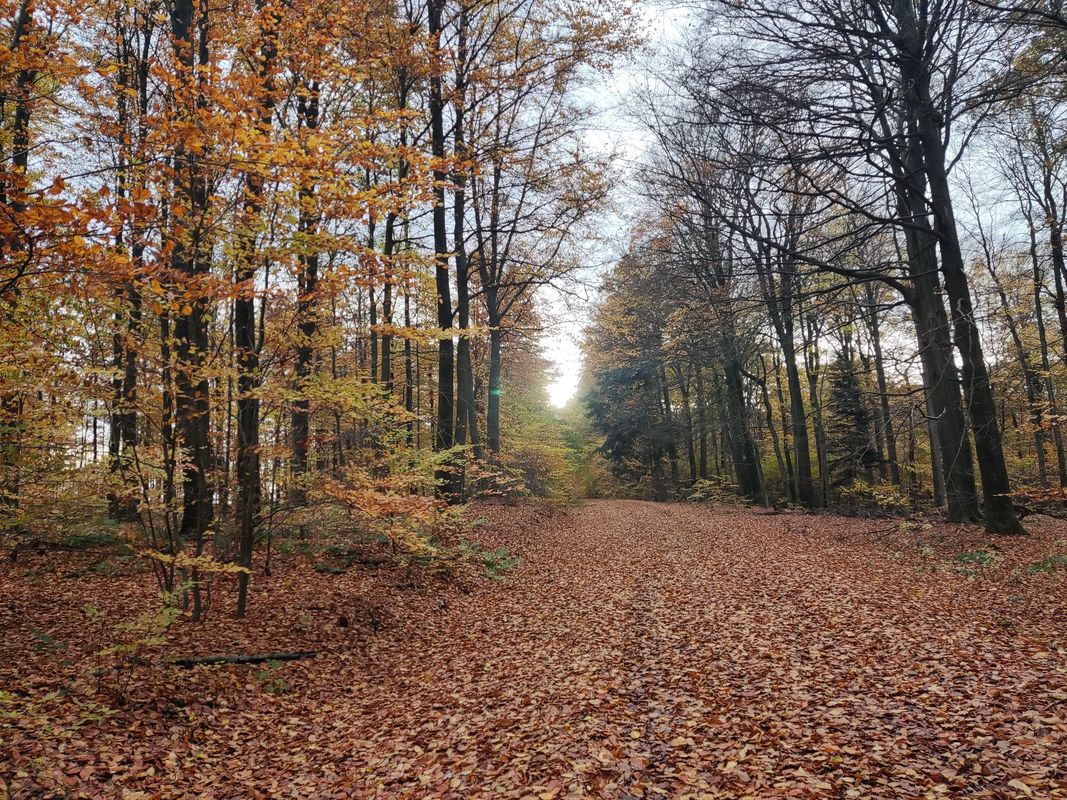 Oeventrop, Freienol, Wennemen,Berge,Vißbeck,Alten Hellefeld,Hellefelder Hõhe,Windpark, Oeventrop.