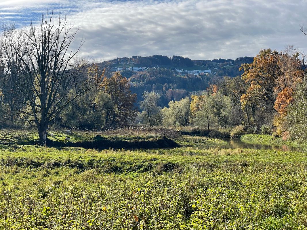 Vorarlberger Wetlands Loop