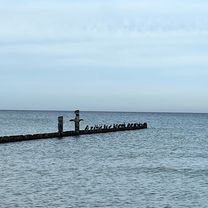 Zingst-Sunische Wiesen-Zingst 202511
