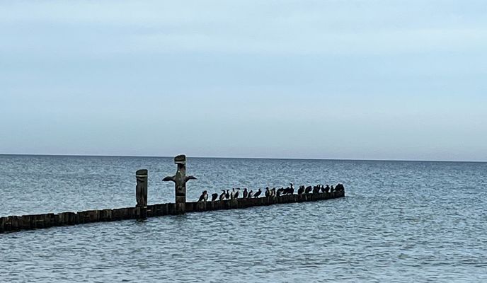 Photo 1 of the Bikemap route "Zingst-Sunische Wiesen-Zingst 202511"