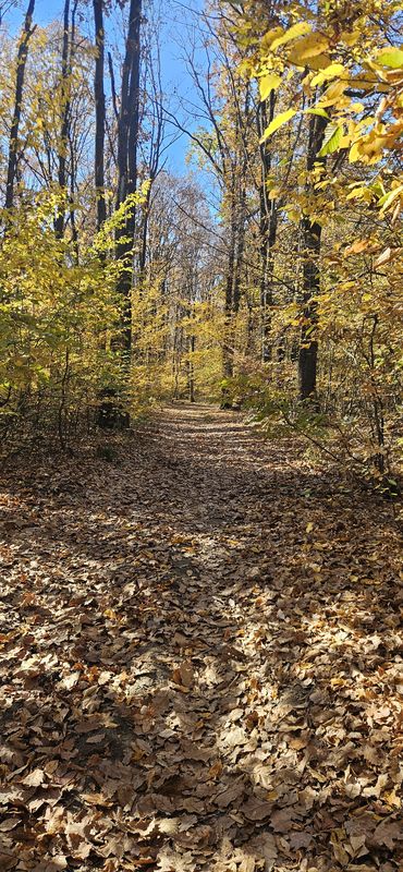 Păulești 02.11.2025