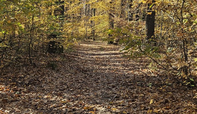 Foto 2 de la ruta de Bikemap "Păulești 02.11.2025"