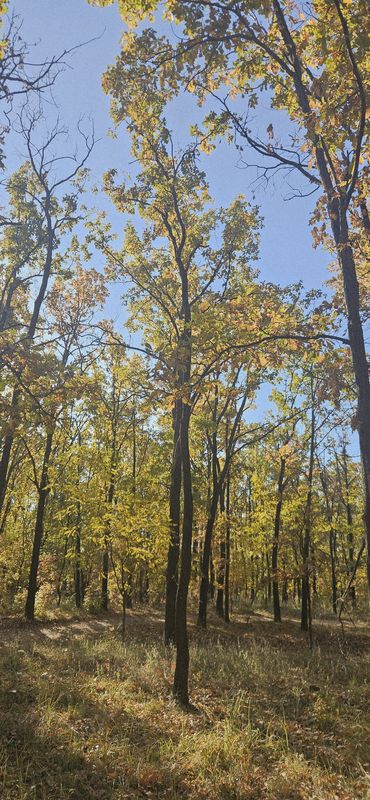 Păulești 02.11.2025