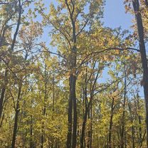 Păulești 02.11.2025