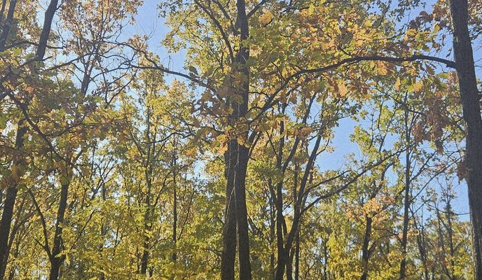 Foto 1 de la ruta de Bikemap "Păulești 02.11.2025"