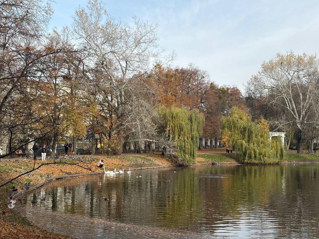 black coffee, swans, autumn forest and fog