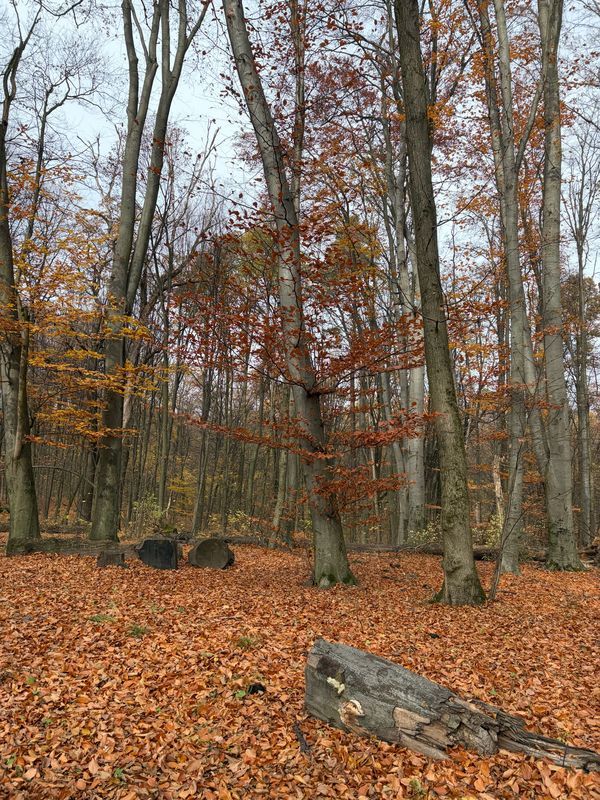 black coffee, swans, autumn forest and fog