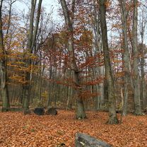 black coffee, swans, autumn forest and fog