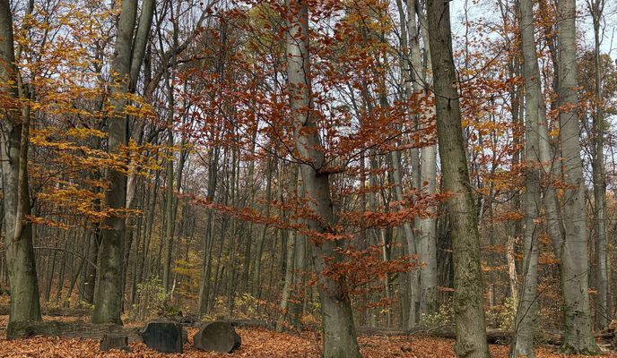 Foto 1 de la ruta de Bikemap "black coffee, swans, autumn forest and fog"