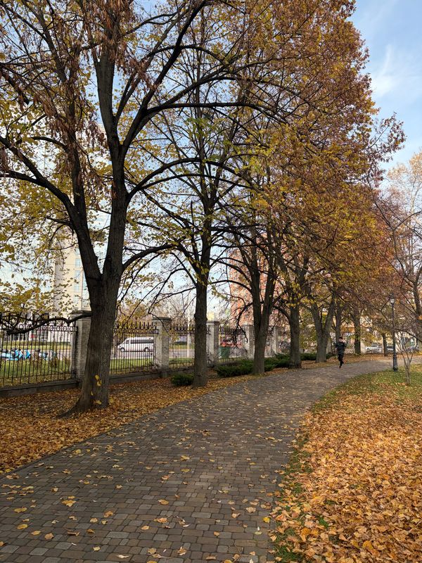 black coffee, swans, autumn forest and fog