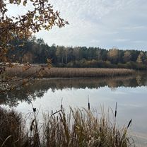 Begonii, Тыхы до Jana Sebastiana Bacha, Тыхы