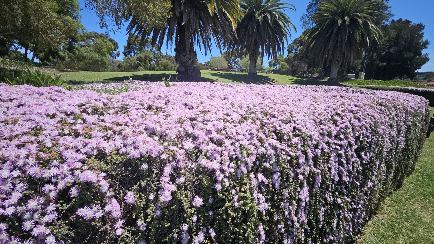 Hillaries, City, Subiaco, Burnsbeach Ride