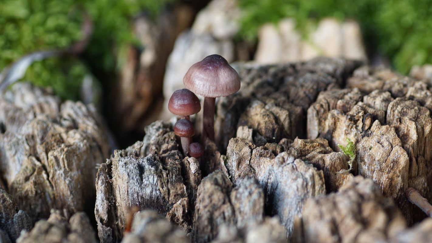 Bad Segeberg, Trave, Traventhaler Straße