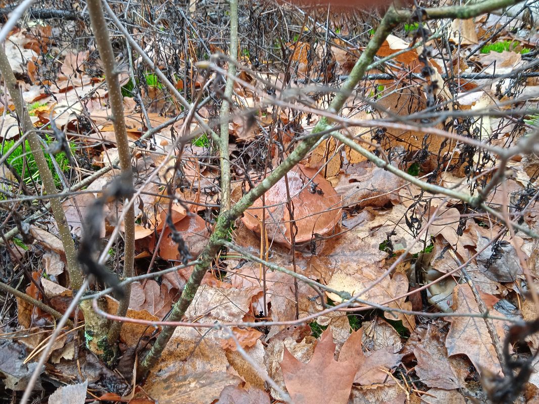 От вулиця Вишнева до вулиця Вишнева