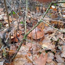 От вулиця Вишнева до вулиця Вишнева