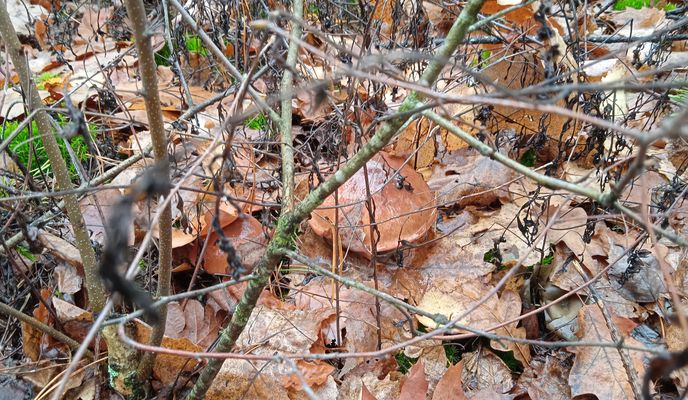 Photo 1 de l’itinéraire Bikemap « От вулиця Вишнева до вулиця Вишнева »