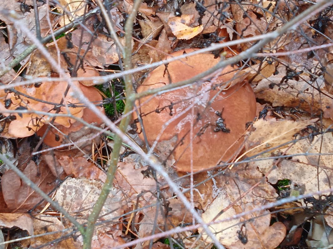 От вулиця Вишнева до вулиця Вишнева