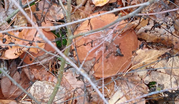 Photo 2 de l’itinéraire Bikemap « От вулиця Вишнева до вулиця Вишнева »