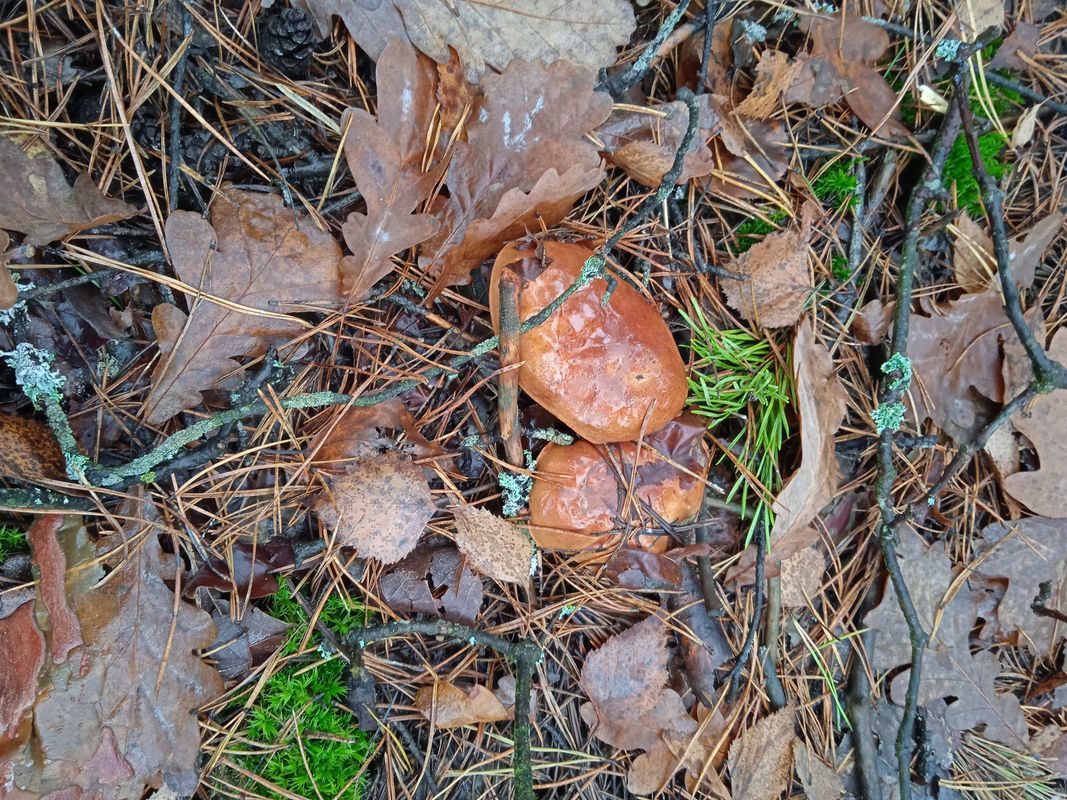 От вулиця Вишнева до вулиця Вишнева