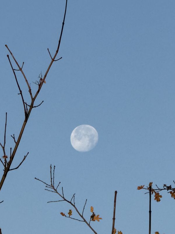 Bornhagenweg, Berlin do Trebbiner Straße, Blankenfelde-Mahlow
