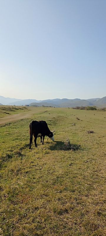 Легкая езда