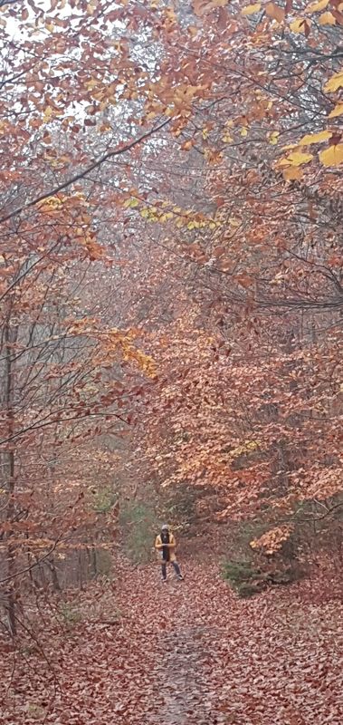 Reherweg nach Rotkäppchenweg