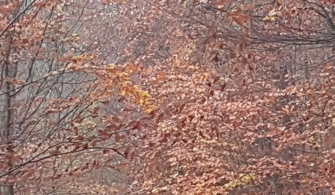 Photo 2 de l’itinéraire Bikemap « Reherweg nach Rotkäppchenweg »