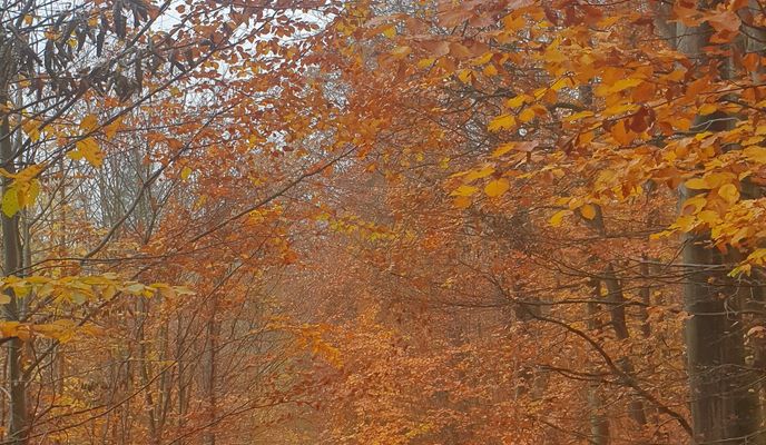 Photo 1 de l’itinéraire Bikemap « Reherweg nach Rotkäppchenweg »